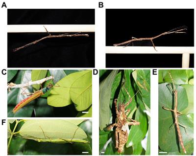 Interpreting animal behaviors – A cautionary note about swaying in phasmids